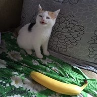 HvH_1337