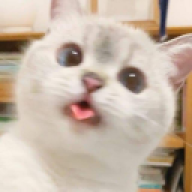 kocurwrr
