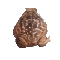 waasp