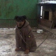 mezak