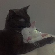 nanonex