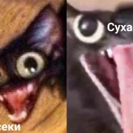 Ozer